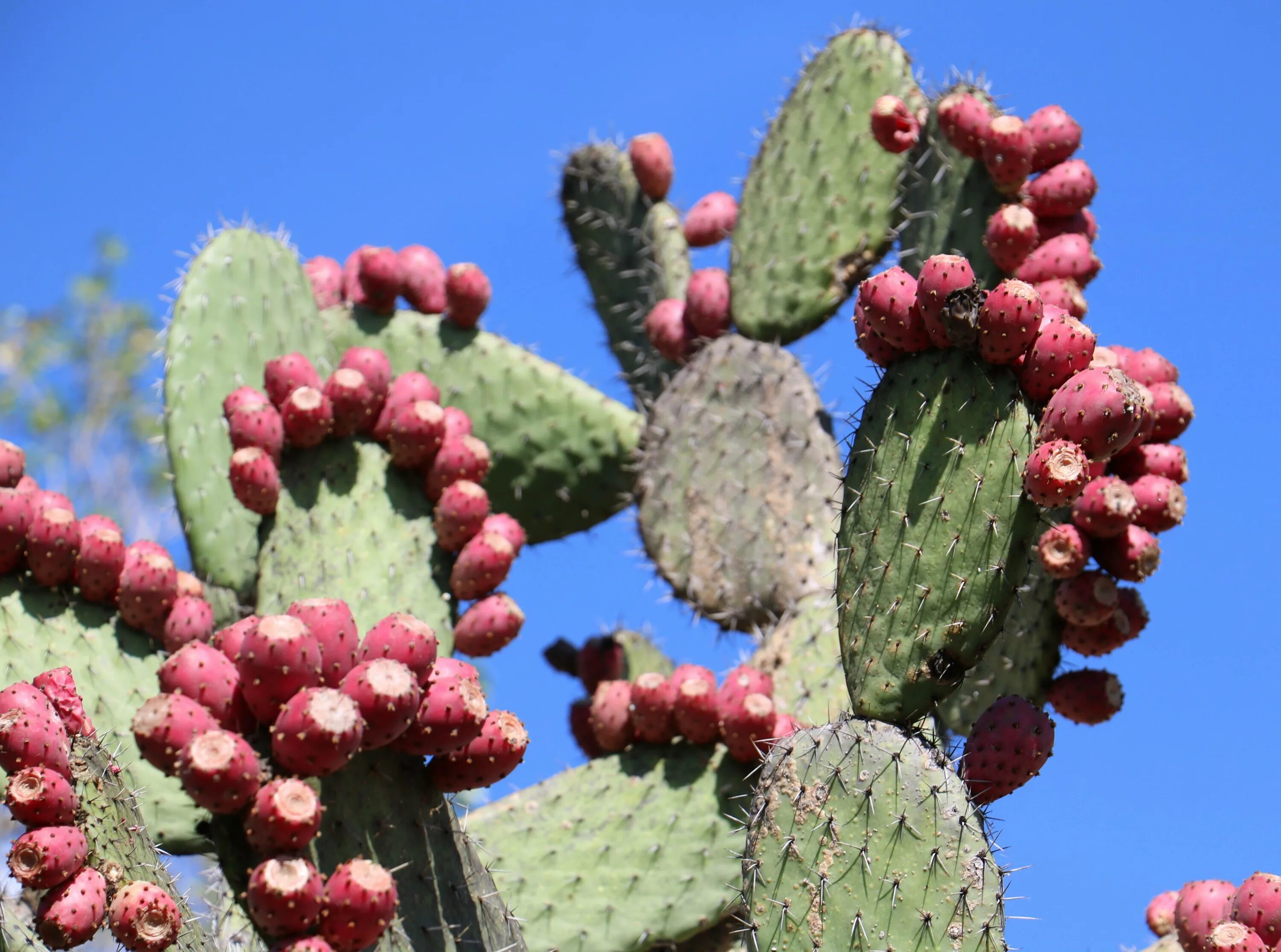 Cactus dg. Опунция Кактус Мексика. Кактус Нопаль. Опунция длинноостная. Кактус Нопаль в Мексике.