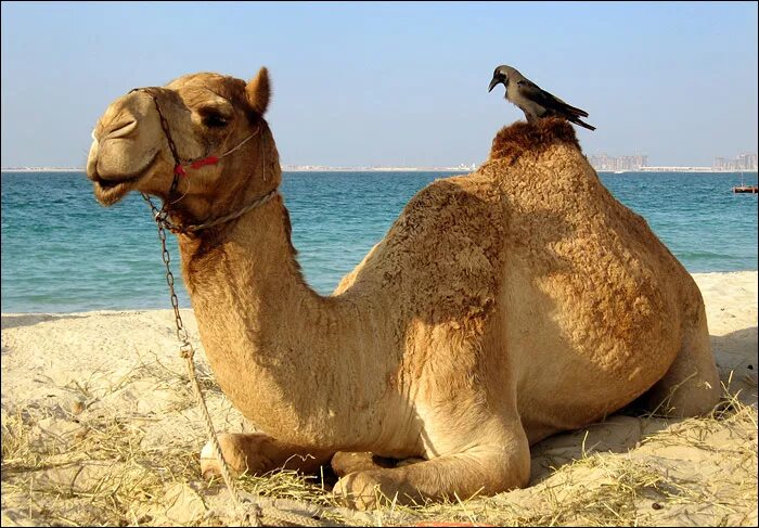 Верблюд. Верблюда знаешь. Верблюд улыбается. Верблюд сидит. Верблюд улыбается.