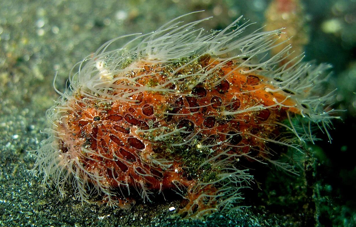 Полосатый удильщик. Грибок на подушечках лап у собак. Полосатый удильщик. Молох ящерица. Молох колючий дьявол.