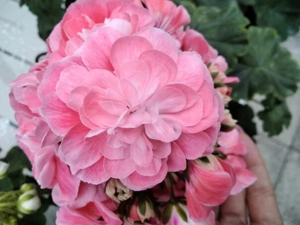 Pg za novis hanna пеларгония. Novis hanna. Pelargongaragets hanna novis. Novis hanna. Novis hanna.