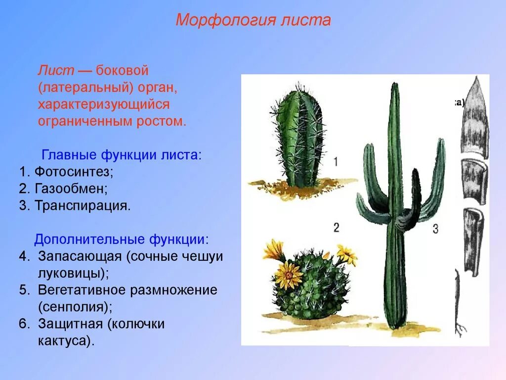 Внешнее строение кактуса сыча. Строение листа кактуса. Лист функции и морфология. Внешнее строение кактуса. Строение цветка кактуса.