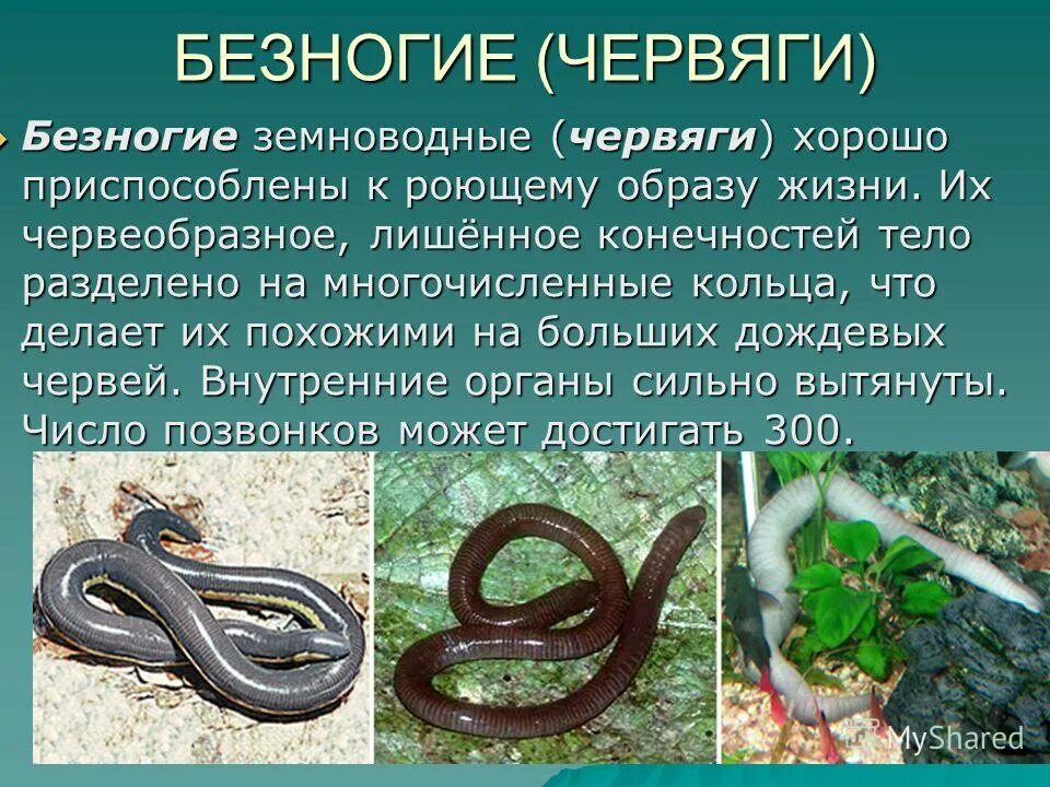 Безногие земноводные одним словом. Безногие земноводные одним словом