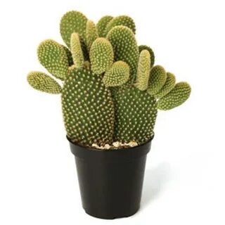 Cactus psw