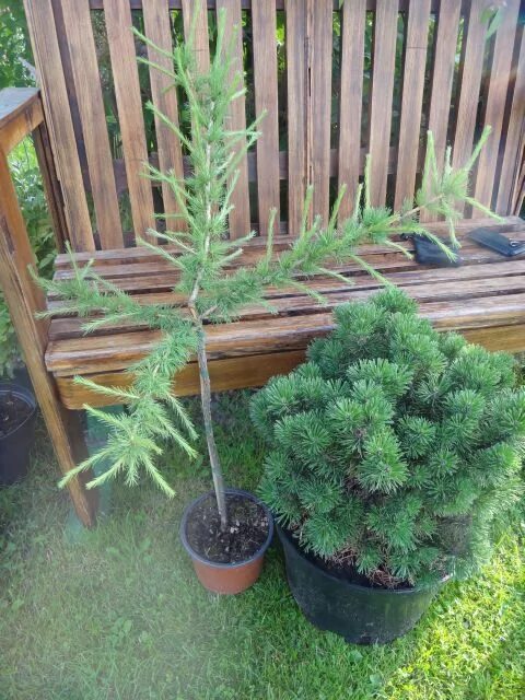 обрезка лиственницы. лиственница стриженная. обрезка плакучей лиственницы. формирование кроны лиственницы обыкновенной. пинцировка сосны обыкновенной.