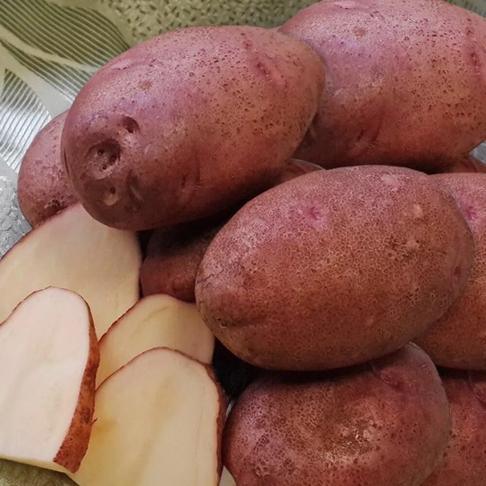 Сорт картофеля Шахтерка.