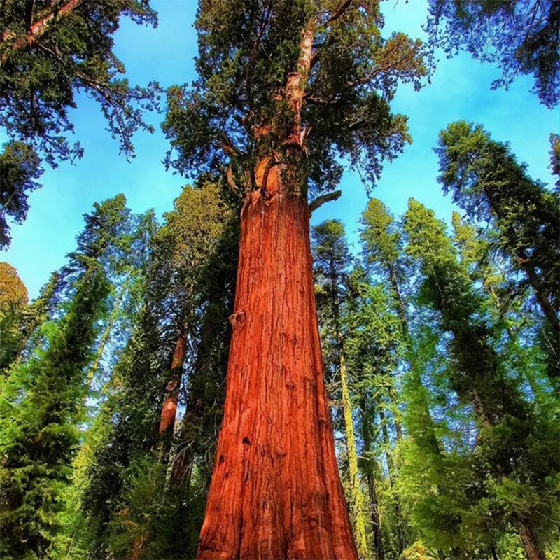 Секвойя вечнозелёная (Sequoia sempervirens). Парк Секвойя Калифорния. Секвойя парк генерал Шерман. Секвойя дерево Калифорния. Лесландия семена купить