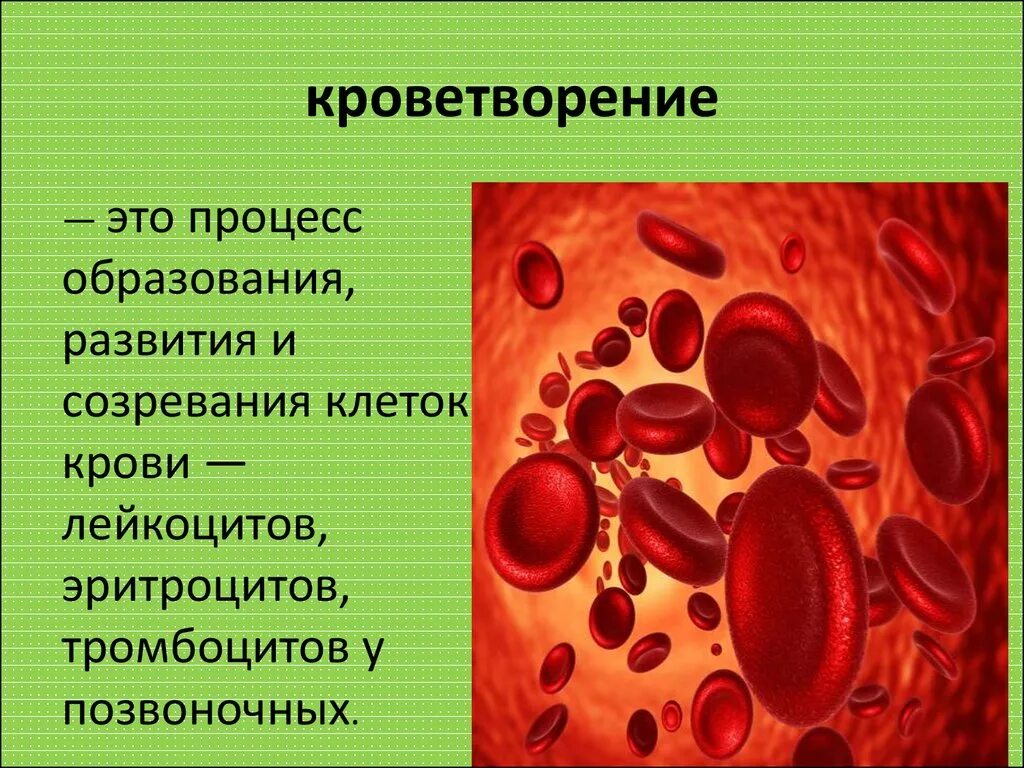 Процесс кроветворения. Процесс кроветворения у человека. Заболевания крови и кроветворных органов. Образование клеток крови. Болезни крови и кроветворных органов