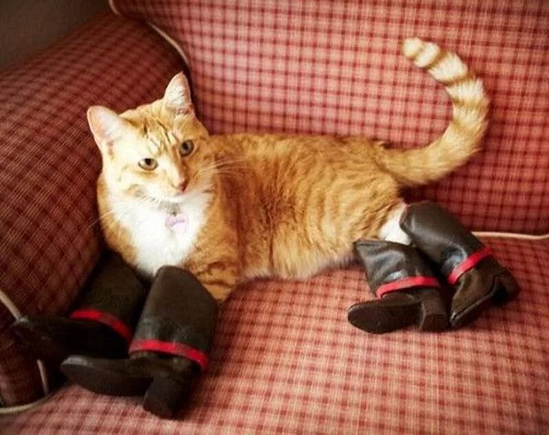 Обул кота в сапоги