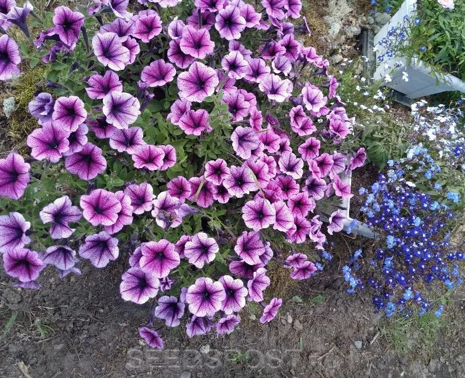 Петуния ампельная опера парпл. Супертуния парпл. Петуния капелла парпл. Петуния ампельная парпл вельвет. Опера суприм парпл вейн.