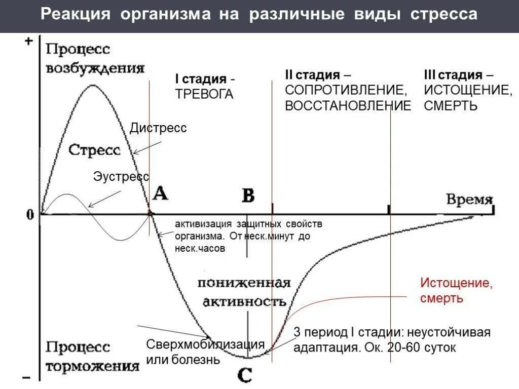 Основные стресс реакции. Фазы реагирования организма на стресс. этапы реакции на стресс. типы защитных реакций на стресс:. фазы реакции на стресс.