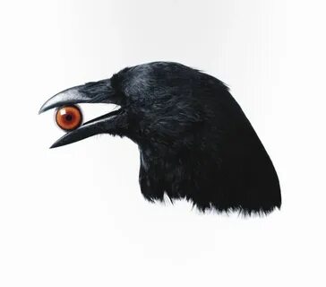 Вороны держат в клювах