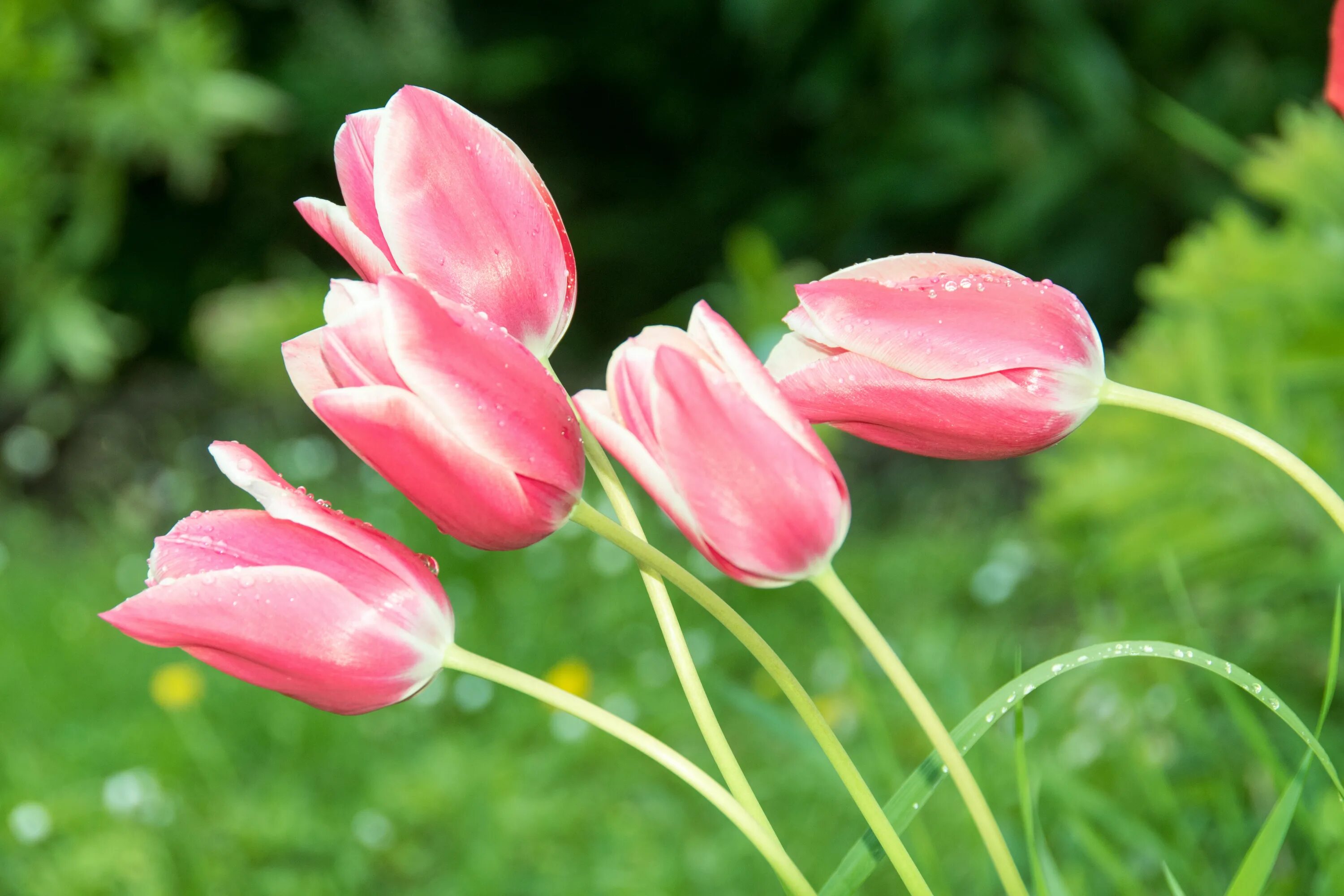 Что значит розовый тюльпан. Цветы тюльпаны. Розовые тюльпаны. Тюльпан растение. Тюльпаны картинки.
