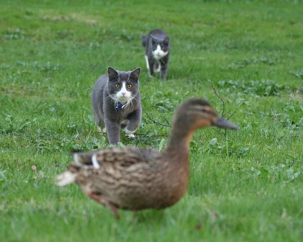 Cat duck. Кот гуся. Кот ловит гуся. Гуси и коты. Кот и утка.