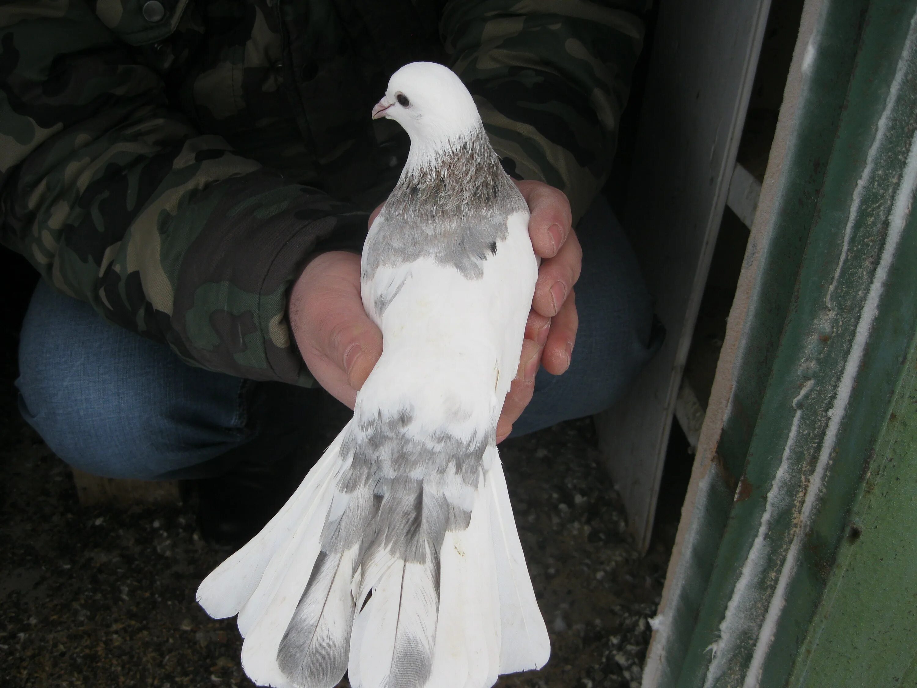 Голубибокинцы мраморные. Бойные голуби мраморные бакинские. Голуби бойные мраморные бакинцы. Мраморные голуби. Бакинские бойные голуби широкохвостые.