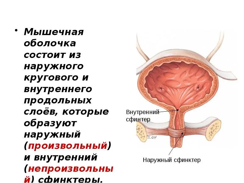 Круговой слой мышечной оболочки. Мышечная оболочка мочевого пузыря состоит. Наполнение мочевого пузыря. Слои мышечной оболочки мочевого пузыря. Как быстро наполнить мочевой пузырь