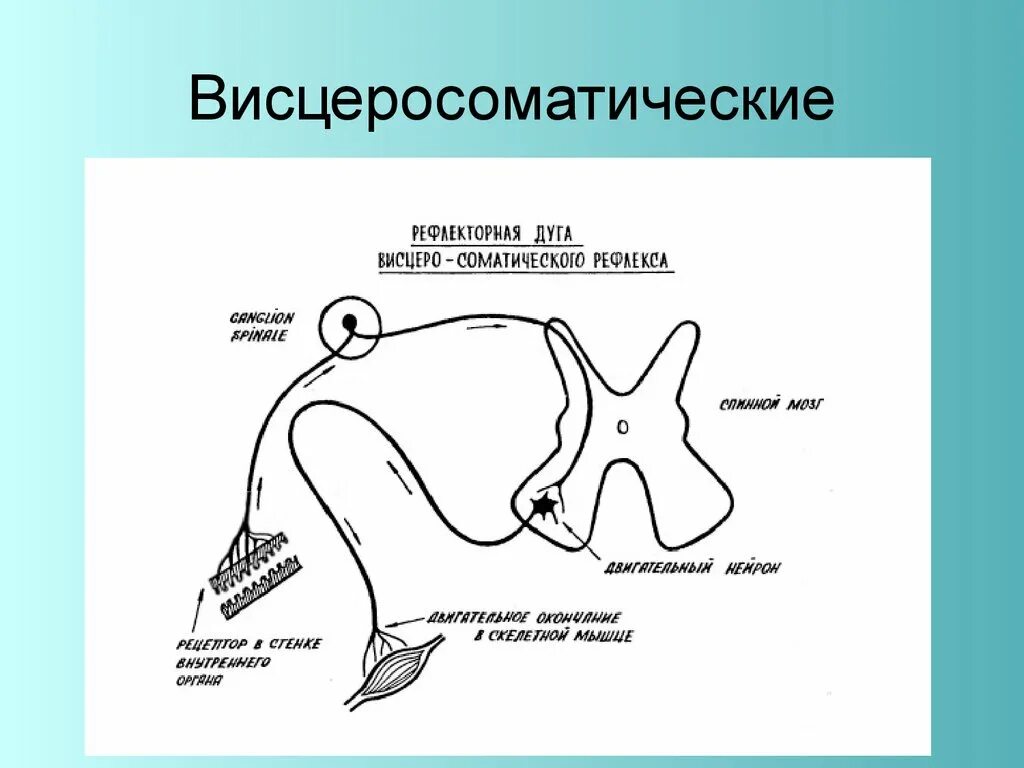 Схема соматической рефлекторной дуги коленного рефлекса. Висцеро висцеральный рефлекс рефлекторная дуга. Рефлекторная дуга спинального рефлекса схема. Висцеро висцеральный рефлекс схема.