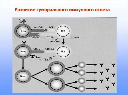 Развитие иммунного ответа