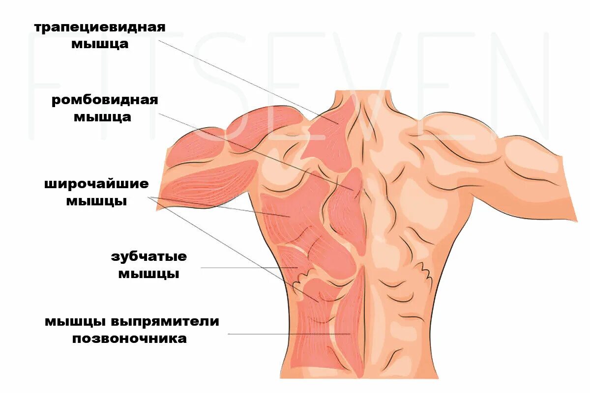 Упражнения на трапециевидную. Ромбовидная и трапециевидная мышцы. Трапециевидная мышца спины. Трапециевидная и ромбовидная мышца спины. Трапецмальные мышцы спины.