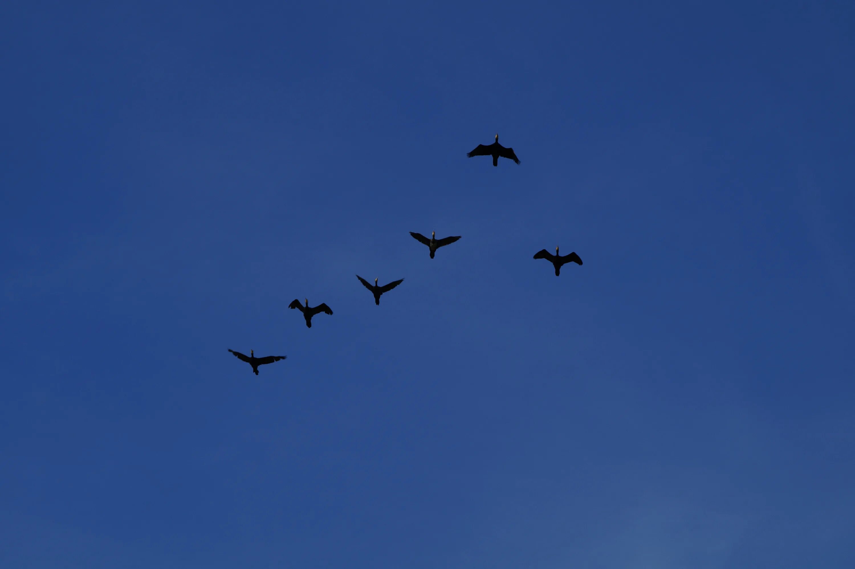 Миграция птиц. Птицы в небе стая из 5-7. Стая птиц в небе ночью.
