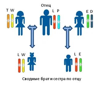 Что значит сводный брат сестра