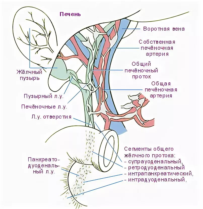 Лимфатические узлы желудка анатомия. Регионарные лимфоузлы печени анатомия. Лимфоотток от почек в лимфоузлы. Регионарные лимфатические узлы почки. Лимфоотток желчного пузыря.