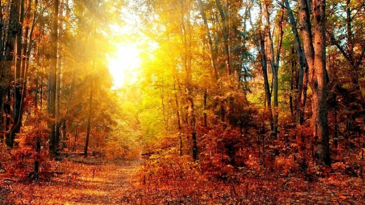 вяземский осень. осенний лес. лес осенью. осенний лес панорама. лес дышит осенью.