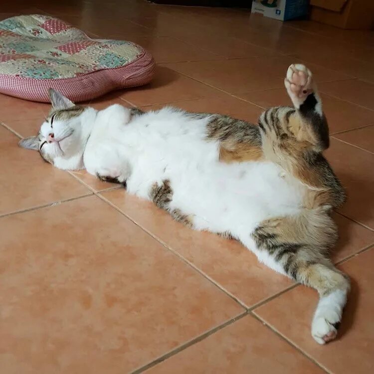 Почему кот вытягивает лапы. Кошка без лап. коты без передних лап. кот лежит. кот с ампутированным хвостом.