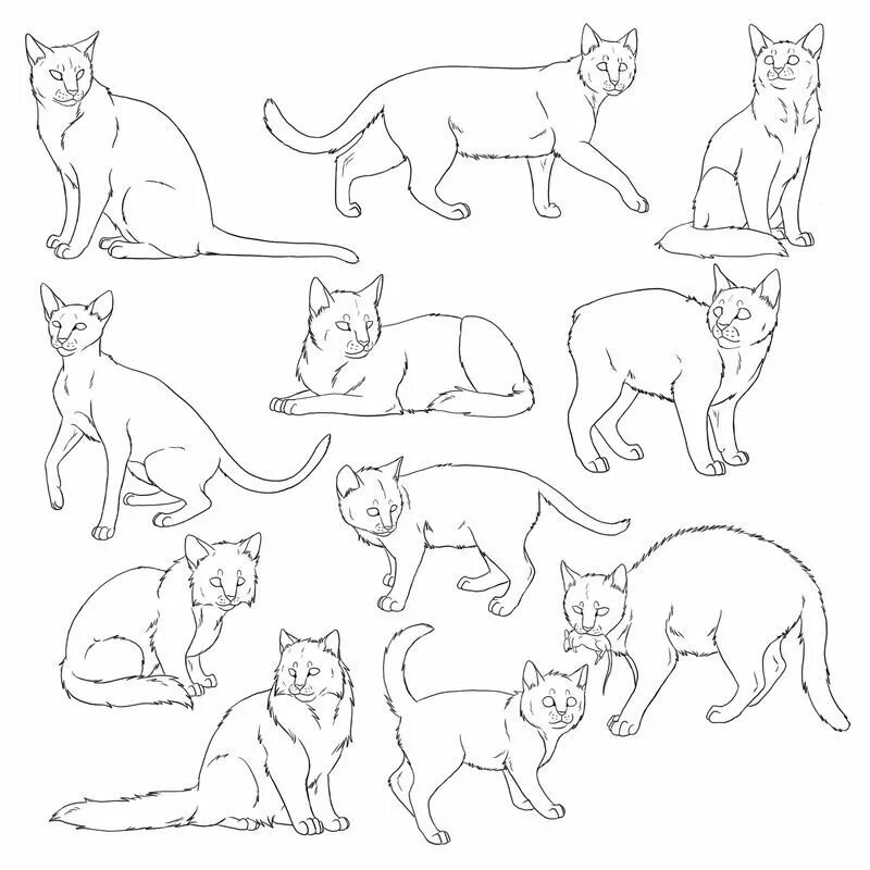 Коты в разных позах