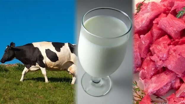Молоко полученное от коровы 5. Корова молоко. Мясо и молоко. Мясо коровы и молока. Сельское хозяйство молоко.