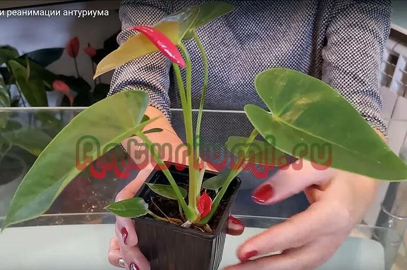 Как нарастить корни у антуриума