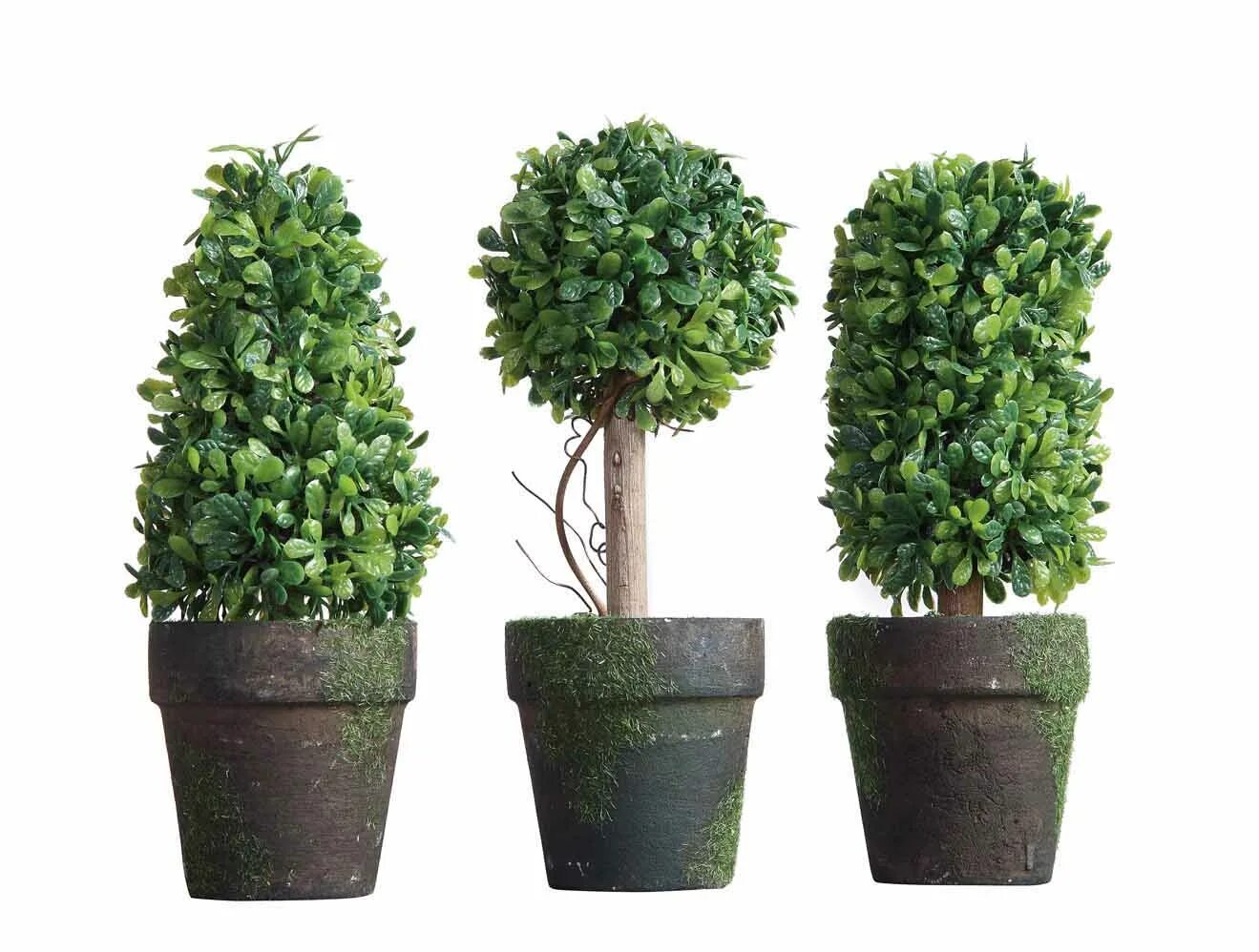 Самшит Treez collection. Граб самшит. Туи крупномеры. Hedge Topiary Bush. Деревья в кадках