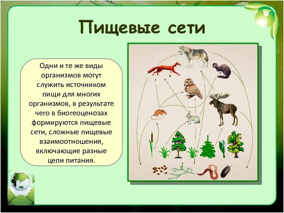 Презентация пищевые связи в экосистеме 11 класс. Пищевая сеть экосистемы. Пищевые связи в природных сообществах. Сообщество экосистема биогеоценоз. Сообщество это в биологии.