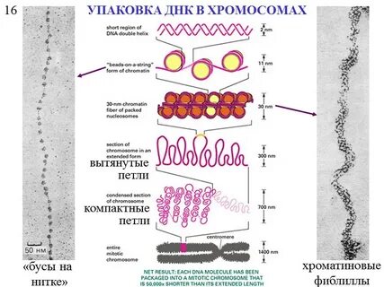 Упаковка хроматина