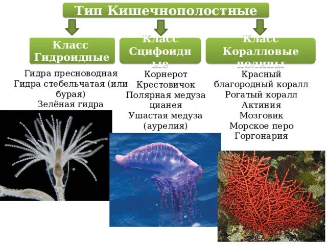 Таблица гидроидные сцифоидные коралловые полипы 7 класс