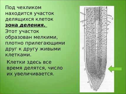 Защищают клетки зоны деления корня