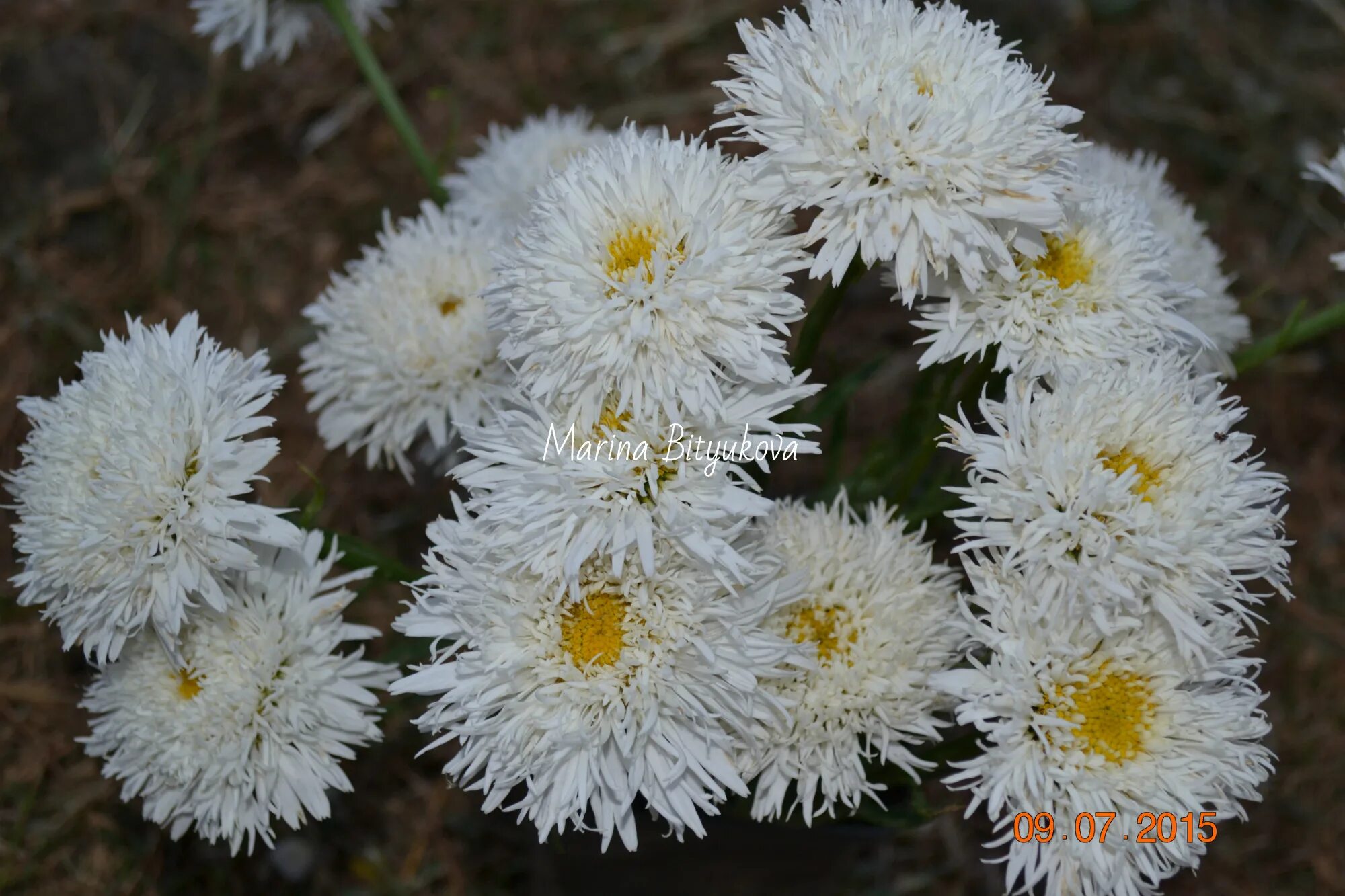 нивяник сантэ. цветы ромашки махровые картинки. нивяник snowdrift. махровая ромашка 10 букв сканворд. ромашка махровая.