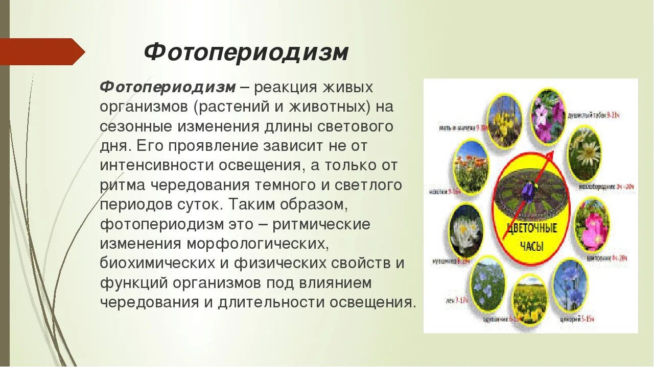 Фотопериодизм в жизни растений. Фотопериодизм у животных. Фотопериодизм – это реакция организмов на. Фотопериодизм у растений примеры. Реакция организмов на продолжительность дня