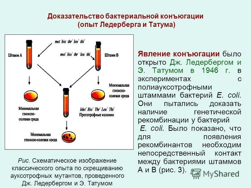Конъюгация бактерий плазмиды. Схема процесса конъюгации у бактерий. Конъюгация бактерий. Участия в процессе конъюгации обеспечение осмотического баланса. Участия в процессе конъюгации обеспечение осмотического баланса.