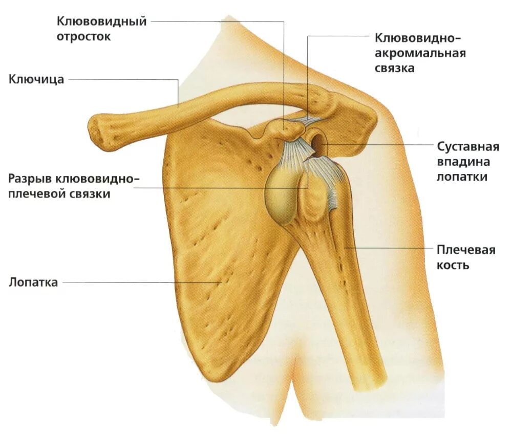 Плече це. Плечевой сустав анатомия строение кости. Плечелопаточные связки плечевого сустава анатомия. Кости плечевого сустава и ключица. Строение плечевого сустава человека анатомия плечевой кости.