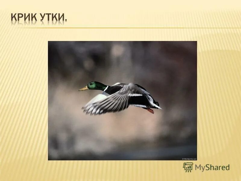 гусь бежит. утки взлетают. громко крича утки разбегались в разные стороны. громко крича утки разбегались в разные стороны. агрессивный гусь.