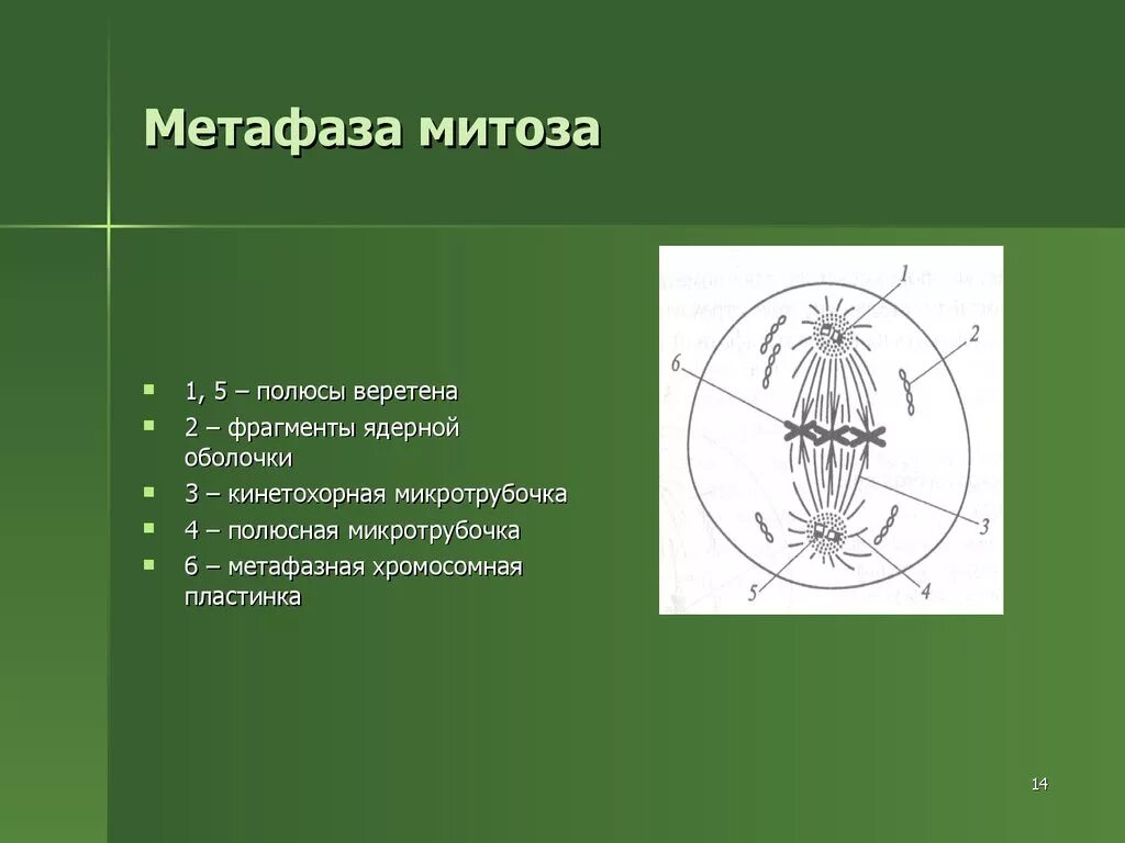 Образование метафазной пластинки происходит в митозе