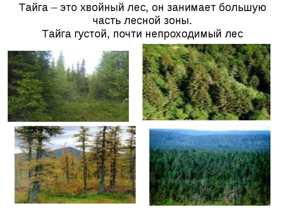 Краткое содержание тайги. Тайга природная зона 4 класс. тайга презентация. растения тайги. таёжная зона растительность.