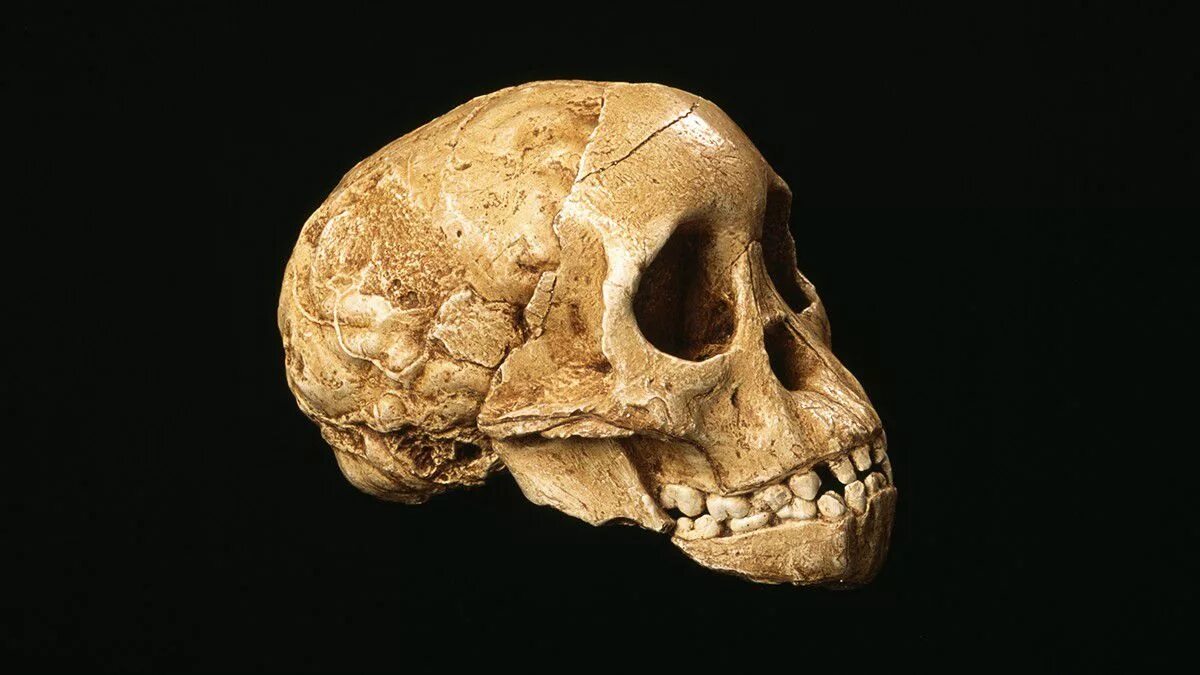 Человек умелый homo habilis череп. Мозг древнего человека и современного