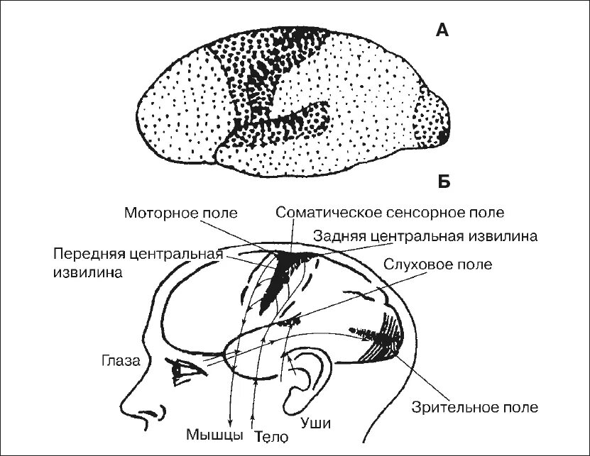 Первичные поля мозга