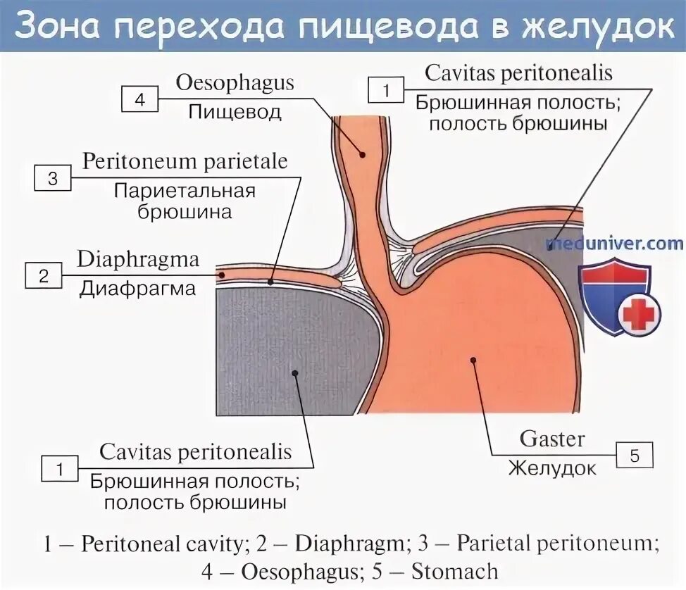 Строение мышечной оболочки пищевода. Диафрагма пищевод анатомия. Строение пищевода и желудка. Строение пищеводного отверстия.