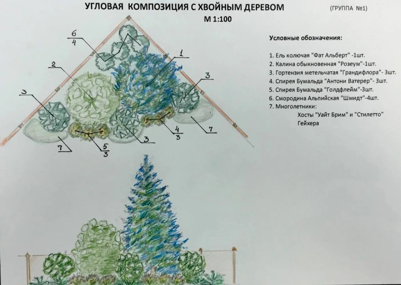 Клумба из хвойников схемы. Цветник из хвойников схема. Миксбордер из хвойных и кустарников схемы на угол. Схема посадки хвойников с кустарниками. Хвойные схема