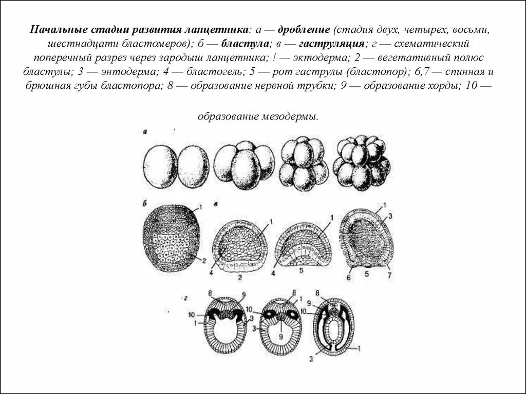 Схема эмбриогенеза ланцетника название какой его стадии. Этапы эмбрионального развития ланцетника. Начальные этапы эмбрионального развития ланцетника. Этапы развития ланцетника эмбрионального развития. Цикл развития ланцетника.