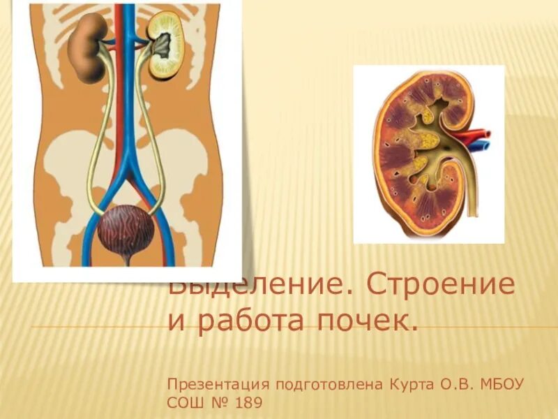 Почки для презентации. Почки презентация анатомия. Презентация на тему почки. Работа почек. Выделение строение и функции мочевыделительной системы презентация