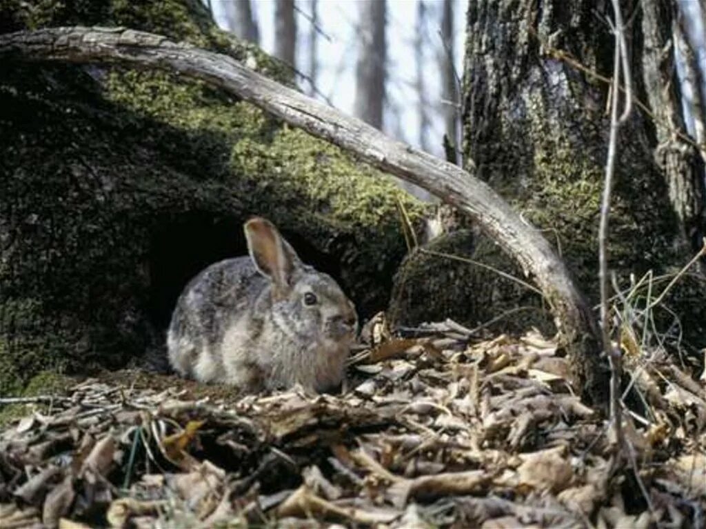 Маньчжурский заяц Lepus mandshuricus. Жилище зайца. Заяц под кустом. Жилище зайца в лесу. Зайцы живут под