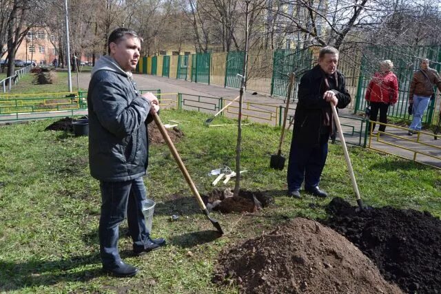 Миллион деревьев москве. Миллион деревьев москве
